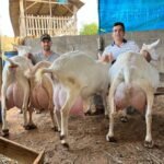 Saanen Goats for Sale