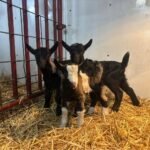 Alpine Goats for Sale