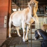 LaMancha Goats for Sale