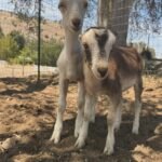 LaMancha Goats for Sale