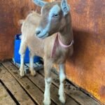 Toggenburg Goats for Sale