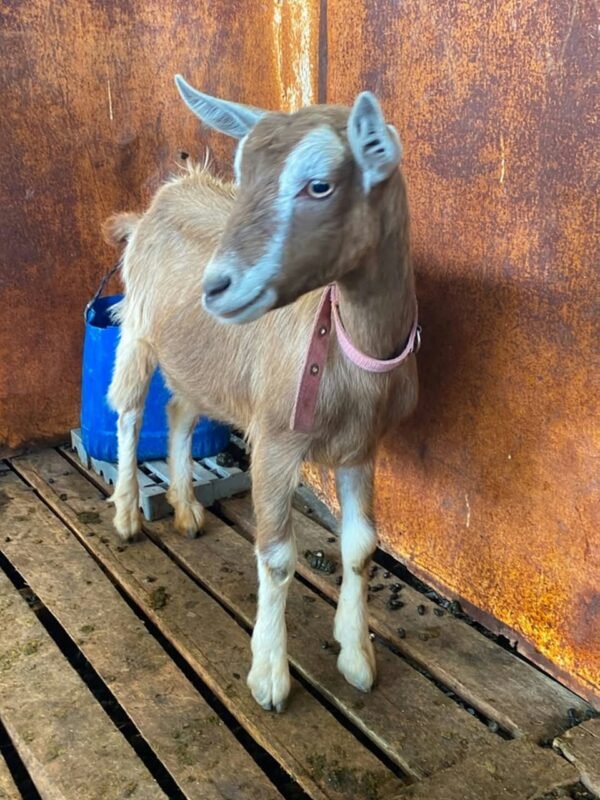 Toggenburg Goats for Sale