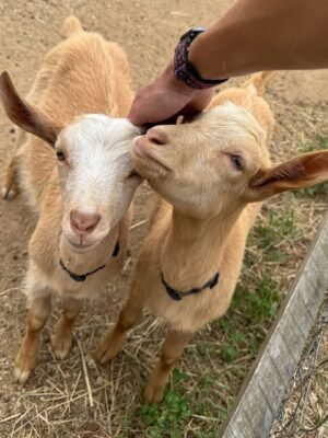 IMG-20260919-WA0472 Guernsey Goats