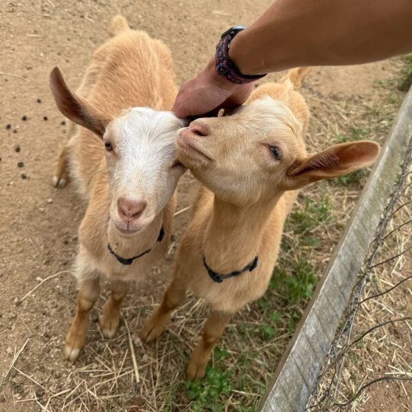 Guernsey Goats