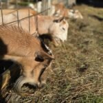 Guernsey Goats for Sale