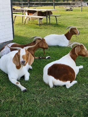 IMG-20260919-WA0475 Boer Goats