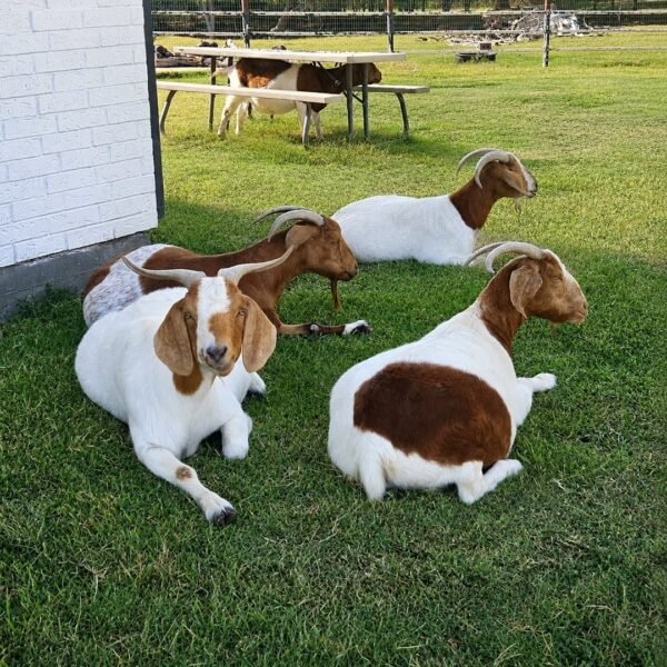 IMG-20260919-WA0475 Boer Goats