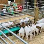 Boer Goats for Sale