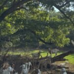Spanish Goats for Sale