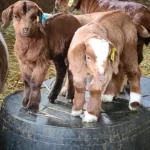 Myotonic Goats for Sale