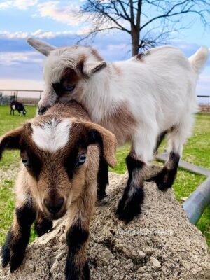 IMG-20260919-WA0486 Myotonic Goats