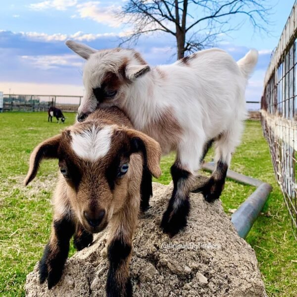 IMG-20260919-WA0486 Myotonic Goats