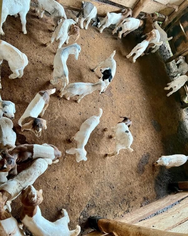 Savanna Goats