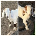 Savanna Goats for Sale