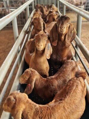 IMG-20260919-WA0493 Kalahari Red Goats