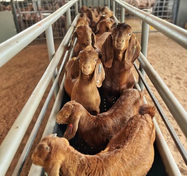 Kalahari Red Goats