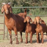 Kalahari Red Goats for Sale