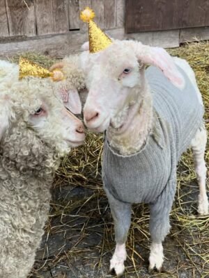 IMG-20260919-WA0497 Angora Goats