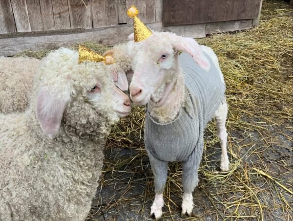 Angora Goats