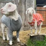 Angora Goats for Sale