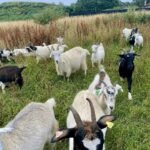 Cashmere Goats for Sale