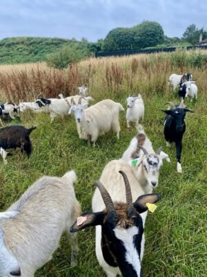 IMG-20260919-WA0509 Cashmere Goats for Sale