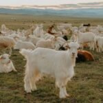 Cashmere Goats for Sale