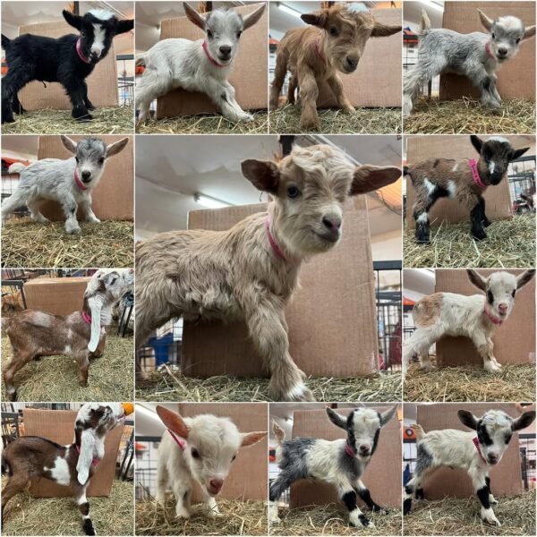 IMG-20260919-WA0511 Nigora Goats