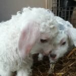 Nigora Goats for Sale