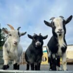 Pygmy Goats for Sale