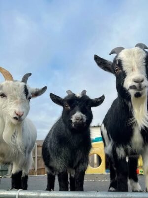 IMG-20260919-WA0519 Pygmy Goats for Sale