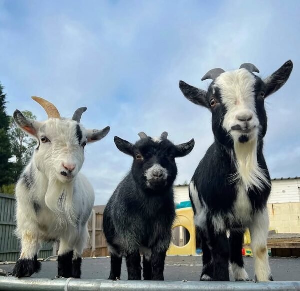 Pygmy Goats for Sale