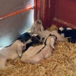 Kinder Goats for Sale