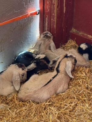 IMG-20260919-WA0520 Kinder Goats for Sale
