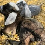 Kinder Goats for Sale