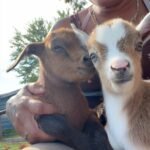 MiniMancha Goats for Sale