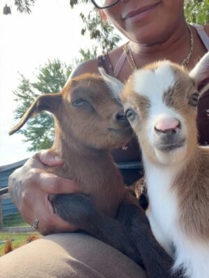 IMG-20260919-WA0529 MiniMancha Goats for Sale