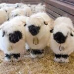 Valais Blacknose Sheep for Sale