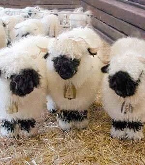 IMG-20260919-WA0538 Valais Blacknose Sheep for Sale