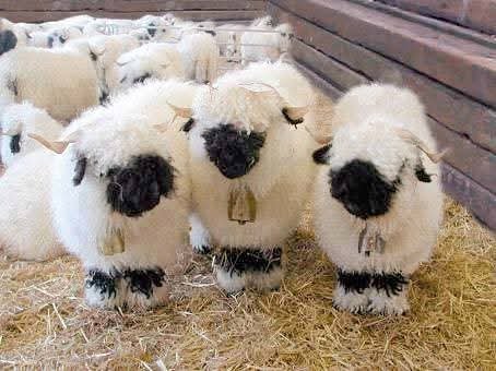 Valais Blacknose Sheep for Sale