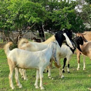 Damascus Goats