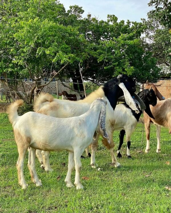 Damascus Goats