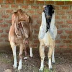 Damascus Goats for Sale