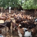 Jamnapari Goats for Sale