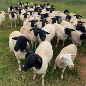 Dorper Sheep for Sale
