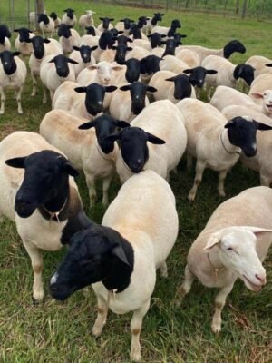 IMG-20260921-WA0006 Dorper Sheep for Sale