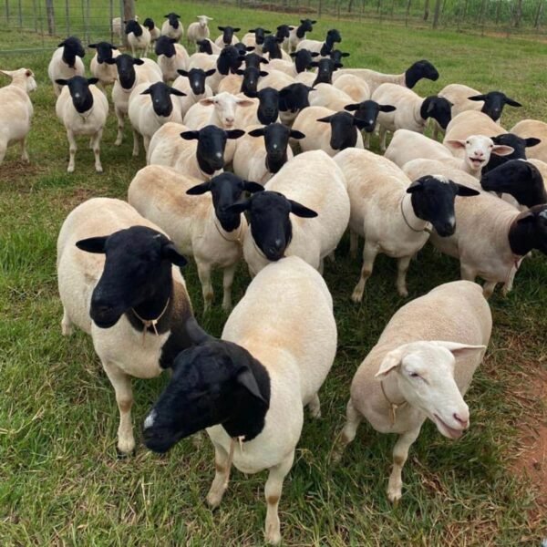 Dorper Sheep for Sale
