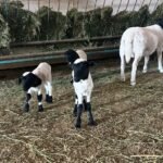 Dorper Sheep for Sale