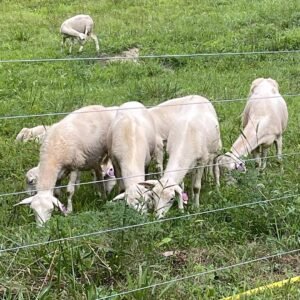 St. Croix Sheep for Sale