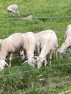 IMG-20260921-WA0009 St. Croix Sheep for Sale